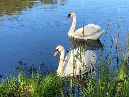 Schwäne im Prerow-Strom