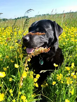 Labradorhündin gehört zum Inventar der Familie Segebrecht