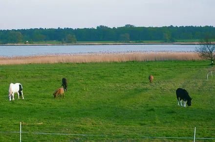 der Bodden- die stille Seite der Ostsee