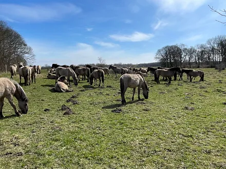 Wildpferde in der Geltinger Birk