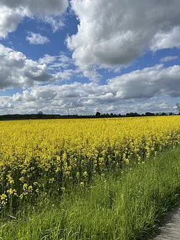 Rapsfeld im Frühling