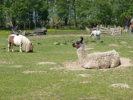 Tiere in unserer Nachbarschaft