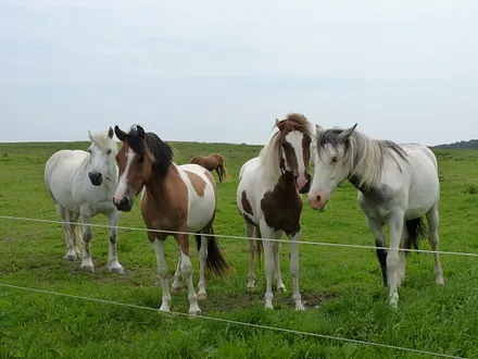 Tiere in unserer Nachbarschaft