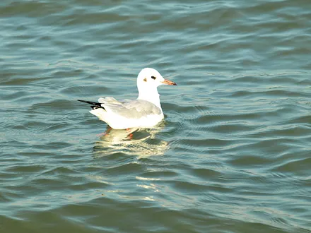 "einfach die Natur genießen"