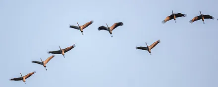 Kranichzug im Herbst