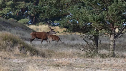 Hirschbrunft am Darßer Ort