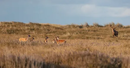 Hirschbrunft am Darßer Ort