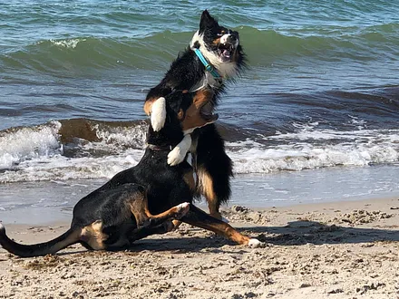 Suvi und Bodhi am Hundestrand