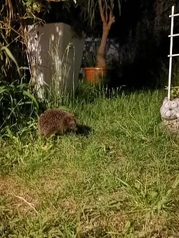 Nachbarn auf Futtersuche