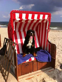 alle Gäste lieben Koserow