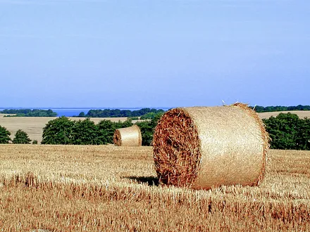 Der Spätsommer auf Rügen