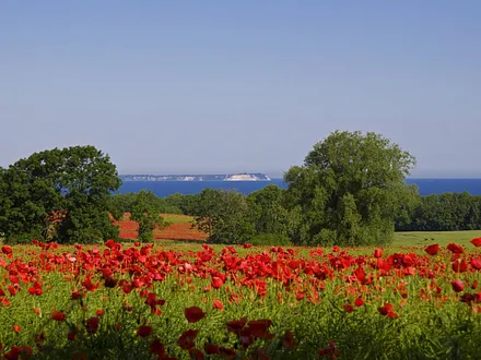 Der Frühsommer an der Ostsee