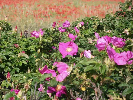 Am Wegesrand Wildrosen