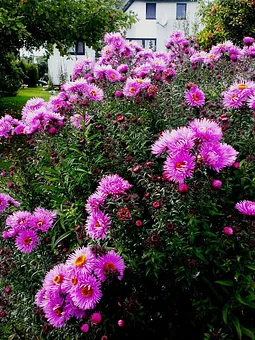 Zwischen Blumen Blick auf unser Haus