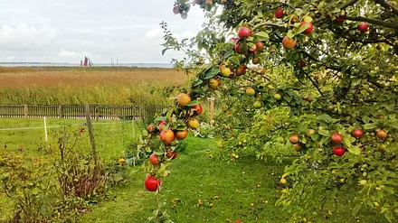 Bald ist Apfelernte 