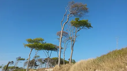 berühmte Windflüchter am nuturbelassenen Weststrand