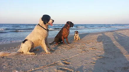 gut erzogene Haustiere sind herzlich willkommen