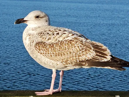 Unsere Inselbewohner