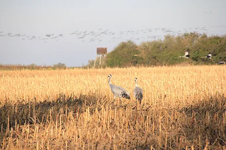 Kraniche im Maisfeld