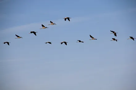 Kranichzug über dem Haus