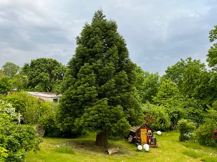 Mammutbaum und Zwergenhaus im Garten