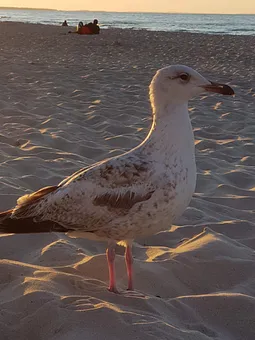 Möve am Zinnowitzer Strand