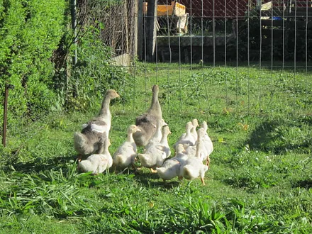 Unsere Enten und Gänse