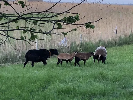 Die Schaffamilie unseres Hofes