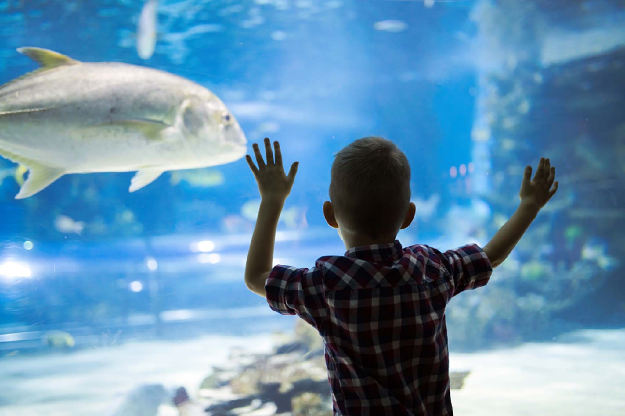 Acquario di Livorno Bambino alla scoperta del mar mediterraneo in Toscana
