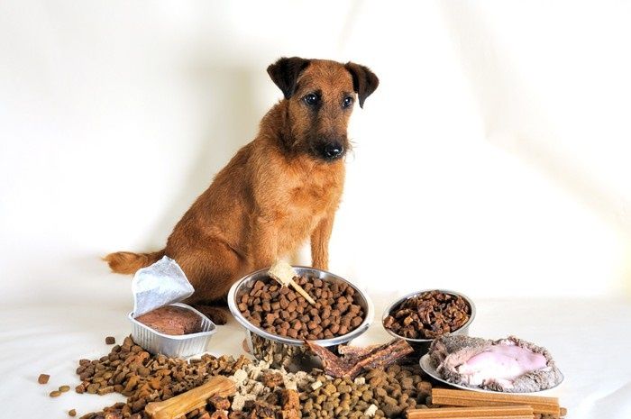 allergie-auf-hunde-katzenfutter-symptome