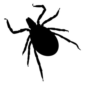 schon-gewusst-zecken-beissen-nicht-sie-stechen