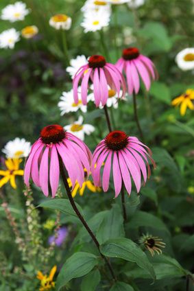hilfe-aus-der-natur-heilpflanzen-bei-erkaeltung