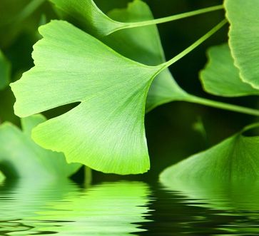 ginkgo-koennte-gehirnschaeden-nach-schlaganfall-verhindern