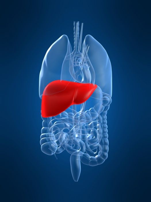 was-ist-eine-fettleber