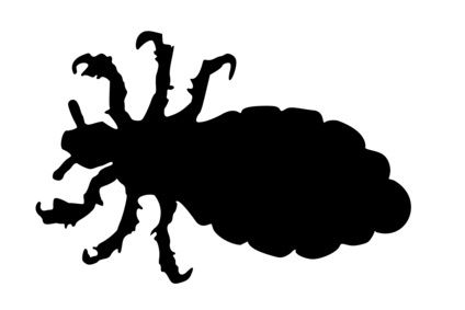 sind-filzlaeuse-gefaehrlich