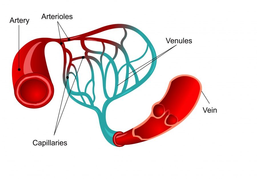 Kapillaren: Aufbau und Aufgabe der feinen Blutgefäße