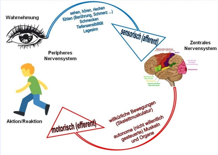 Sensomotorische Amnesie: Mögliche Symptome