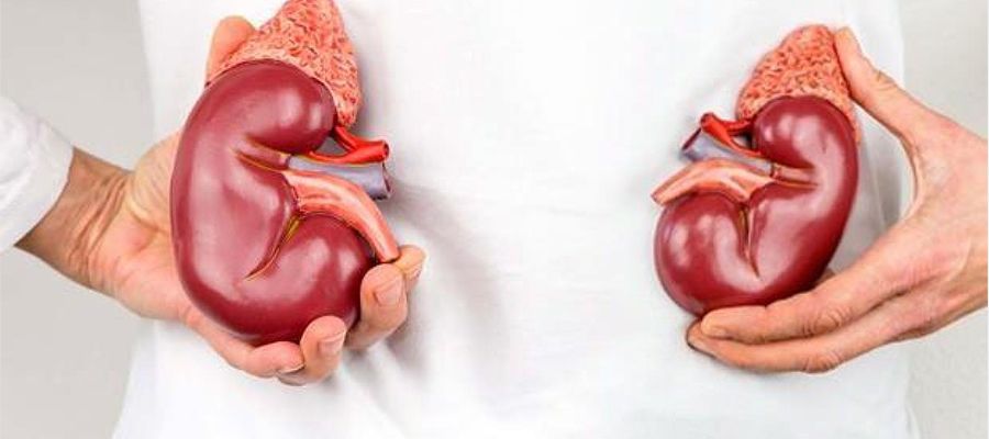 Böbrek Yetmezliği Belirtileri Neler? Neden Olur? Böbrek Yetmezliği Hakkında 9 Soru Cevap