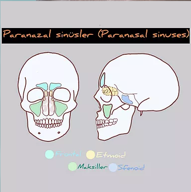 Endoskopik Sinüs Cerrahisi