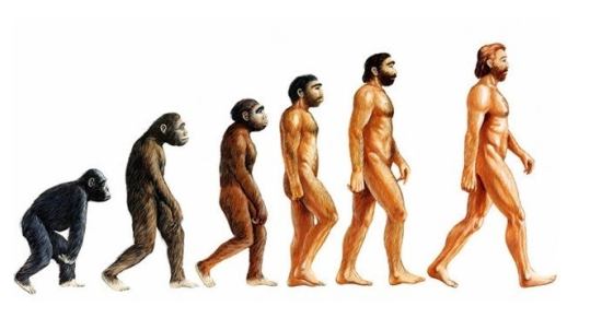 Evrimsel Süreçte Penis