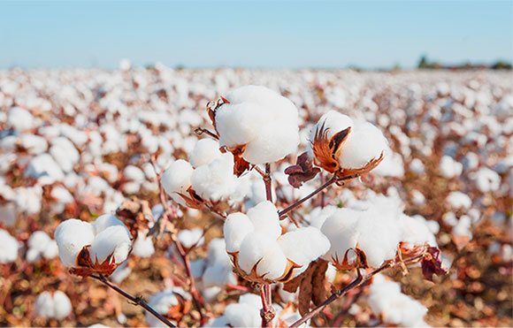 Herkese Pamukken Kendimize Cam Kadar Keskin Olmak Niye?