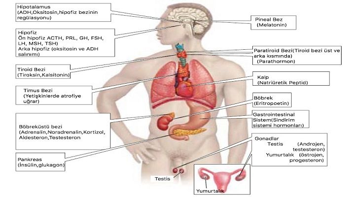 HORMONAL BOZUKLUKLAR