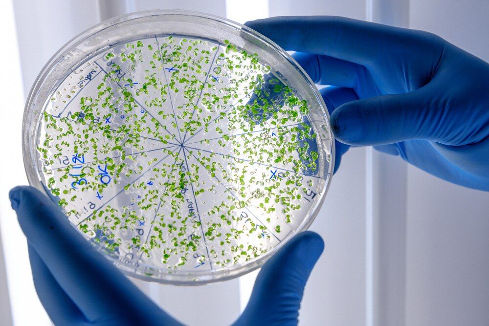 trabajador de laboratorio examinando una sustancia verde en una placa de Petri mientras realiza investigaciones sobre el coronavirus