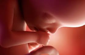 Mitokondri, Yaşlanma, Enerji