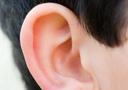 ohren-anlegen-otopexie