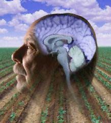 Kombination von Pestiziden aus der Landwirtschaft erhöht Parkinsonrisiko um 75 Prozent