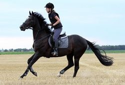 reitunfall-orthopaedie-reiten-sportmedizin-reitsport