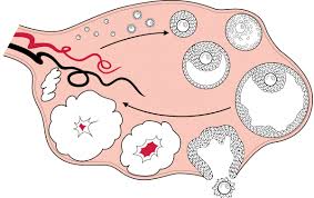 Yumurtalık Tembelliği Belirtileri Sebepleri Tedavisi