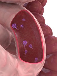Giardia lamblia