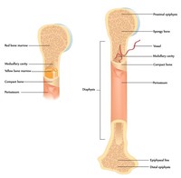 Trapianto di midollo osseo